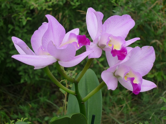Orquídeas Cattleya: Beleza em Tamanho Grande