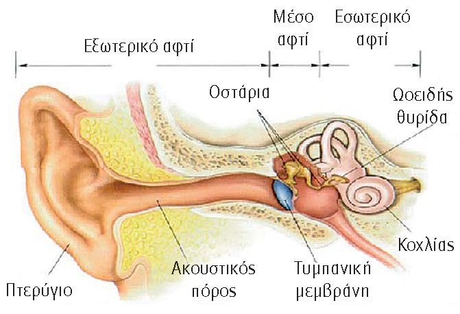Η διπλή ερμηνεία της ανατομίας του αφτιού μας...
