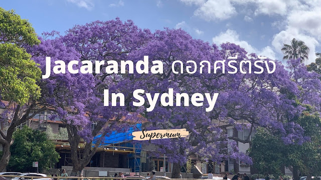 Jacaranda ดอกศรีตรีง In Sydney