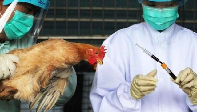 المهدية : تحذيرات من انتشار سريع لإنفلونزا الطيور..!
