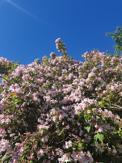 Garten Perlmuttstrauch Kolkwitzie