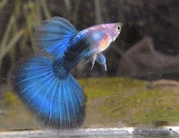 Ikan guppy biru-hb