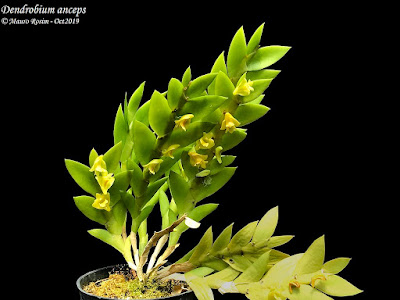 Dendrobium anceps - The Double-Edged Dendrobium care