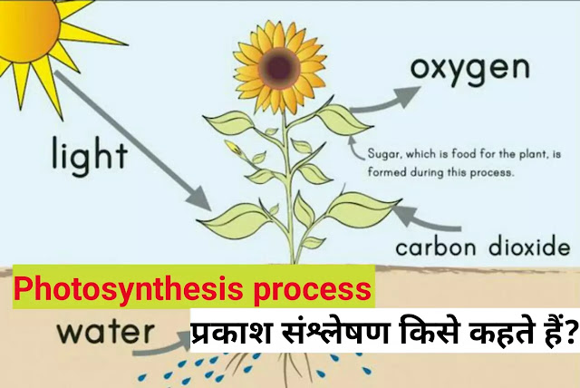 Photosynthesis in Hindi | प्रकाश संश्लेषण किसे कहते हैं?