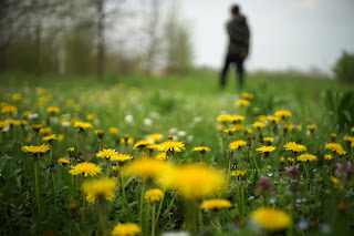 Dandelion, Field, Weeds