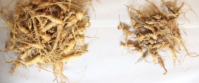 Ginseng y erección: un remedio natural eficaz