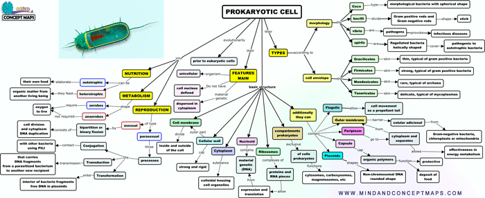 Conceptual map of the prokaryotic cell