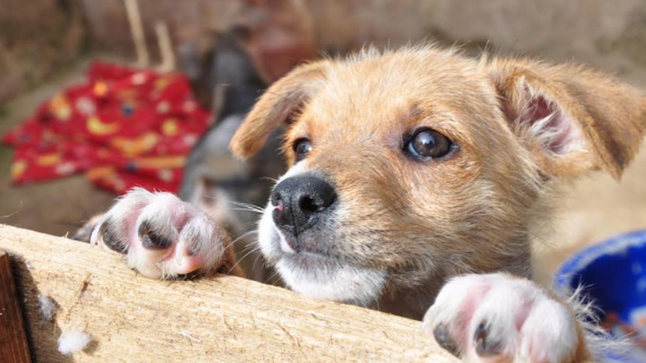 Prefeitura realiza mutirão de castrações de cães neste fim de semana