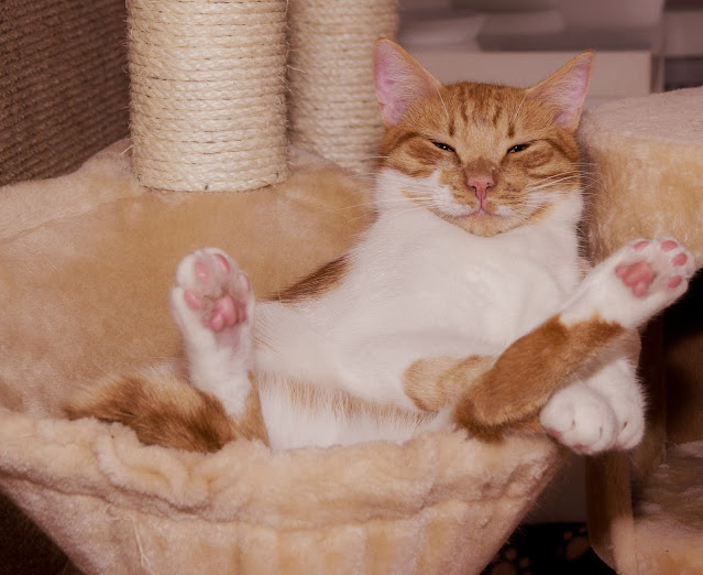 cats, animals, paws