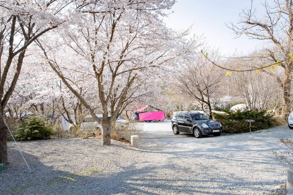 용인 비봉산캠핑장 벚꽃
