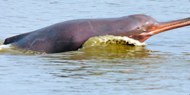Indus Dolphin is found in which river of Pakistan