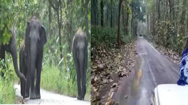 उत्तराखण्ड : नेता जी हाथी के चुनाव चिन्ह के साथ कर रहे थे प्रचार, हाथियों ने ही दौड़ा दिया