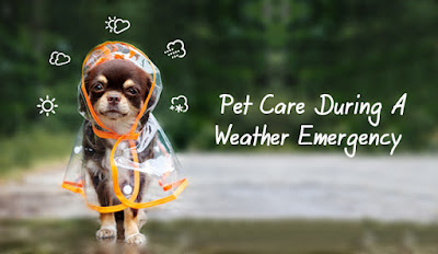 Pet Care During A Weather Emergency