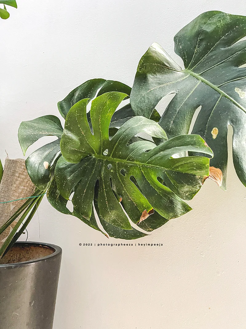 Perosak Daun Monstera