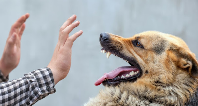 Dog Bite Scars: What to Do if You Get One.