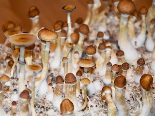 Mushroom dealers in Coimbatore