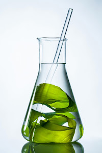 A strand of seaweed in a beaker.