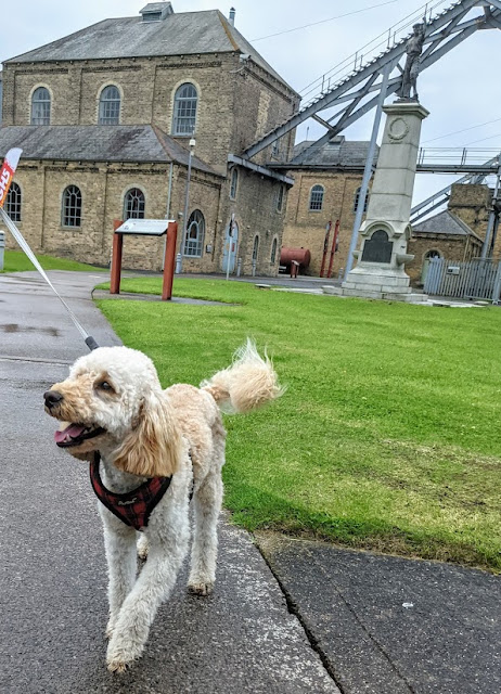 10 Dog Friendly Annual Passes in North East England - woodhorn