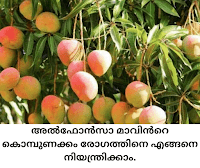 Alphonso Mango Tree: അൽഫോൻസ മാവിൻറെ കൊമ്പുണക്കം എന്ന രോഗത്തിനെ പറ്റി അറിയാം.