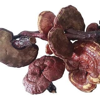 Reishi Mushroom Products in Dili.