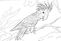 Cacatua coloring page