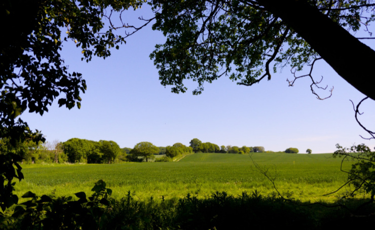 Essex countryside