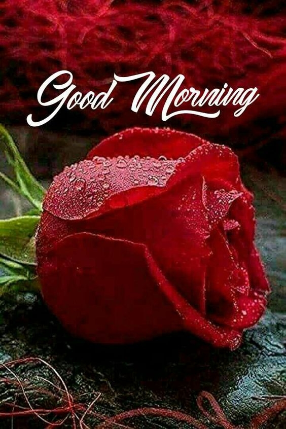 good morning photo love, good morning photo free download, red rose good morning photo, good morning photo today, sai baba good morning photo