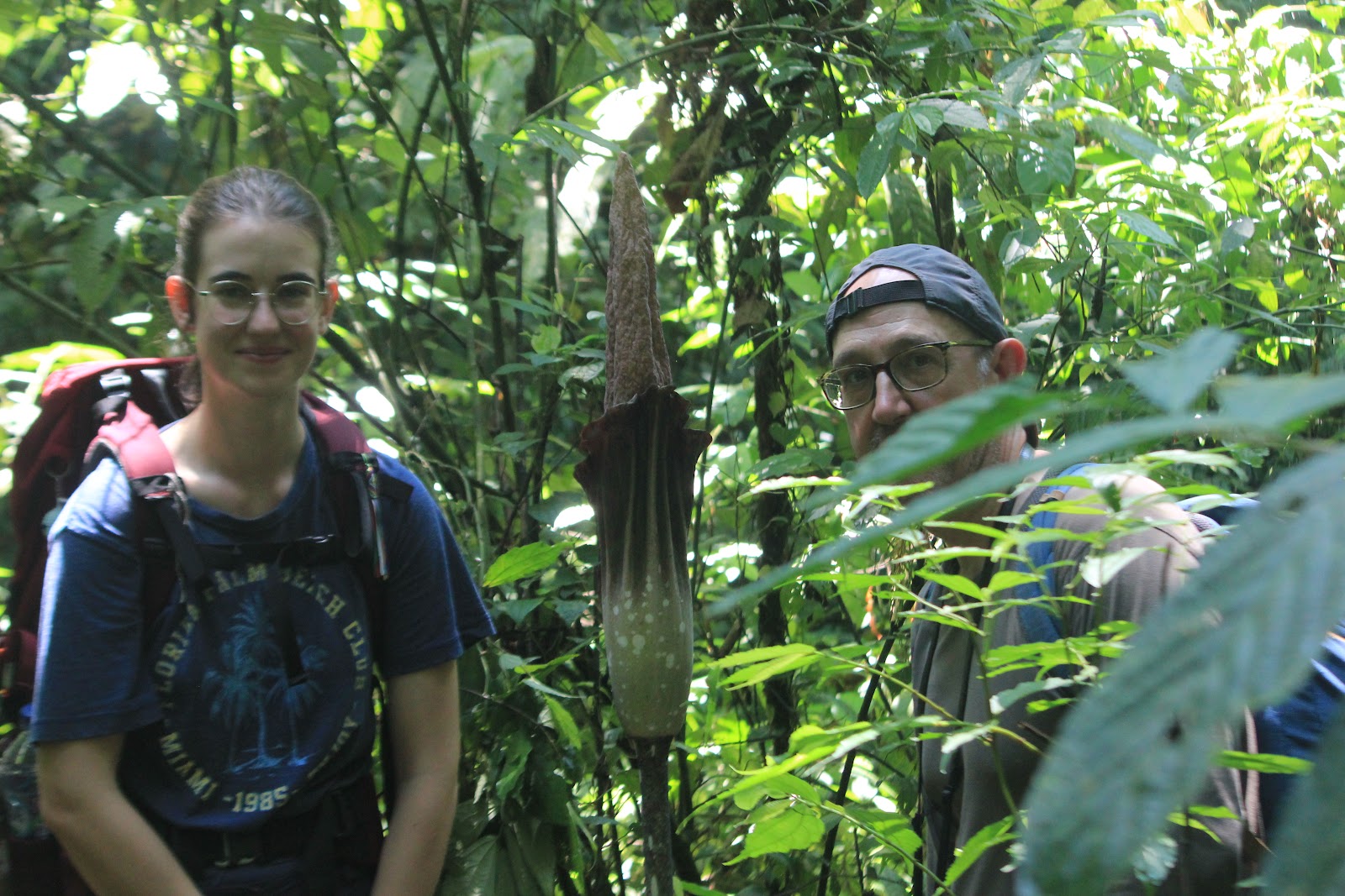 AMORPHOPHALLUS GIGAS