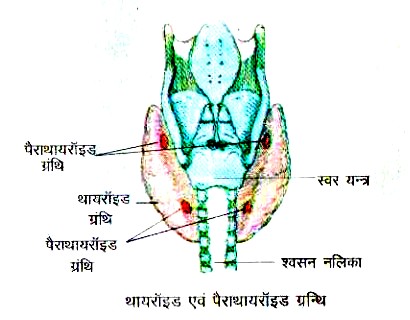 थायरॉइड ग्रन्थि