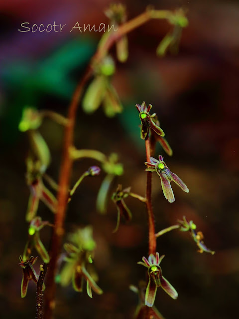 Neottia japonica