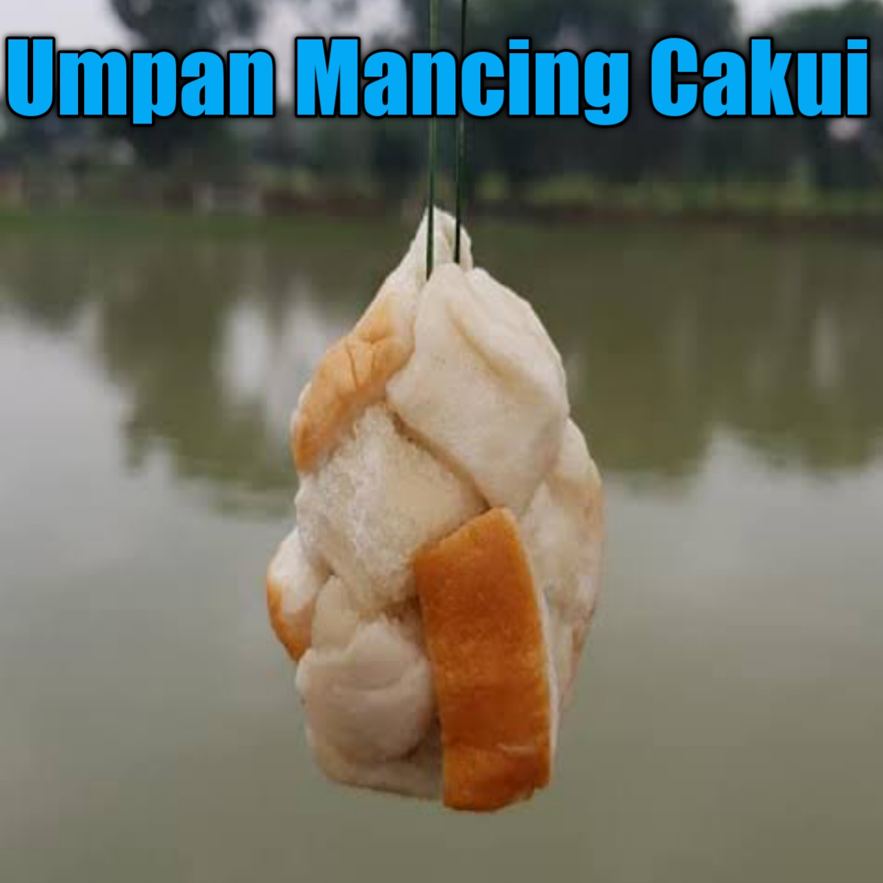 Cara Buat Umpan Cakui Untuk Mancing