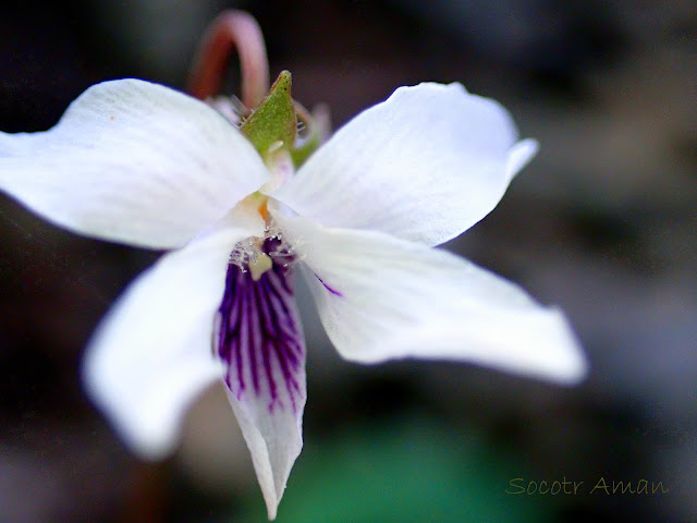 Viola maximowicziana