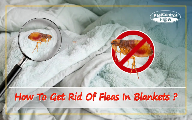 how-to-get-rid-of-fleas-in-blankets