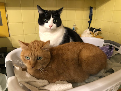 Two cats in a laundry basket