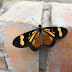 Borboleta Actinote thalia