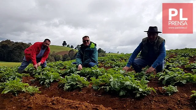 Registro del cultivo de papas