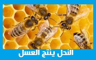 7 معلومات مهمة حول حياة النحل، خلية النحل، خلايا نحل العسل، النحل