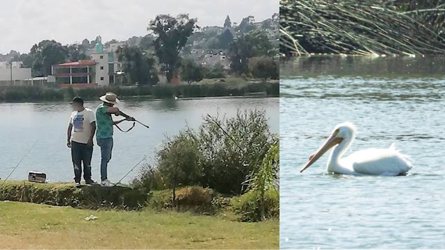 Captan a sujetos cazando pelícanos en la laguna de Acuitlapilco