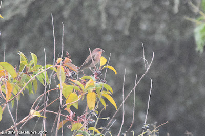 Pinsà carminat (Carpodacus erythrinus)