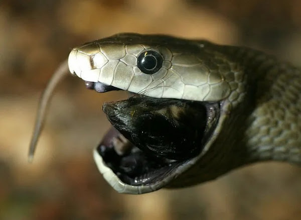 A cobra mamba-negra é uma das cobras mais perigosas do mundo devido ao seu comportamento bastante agressivo