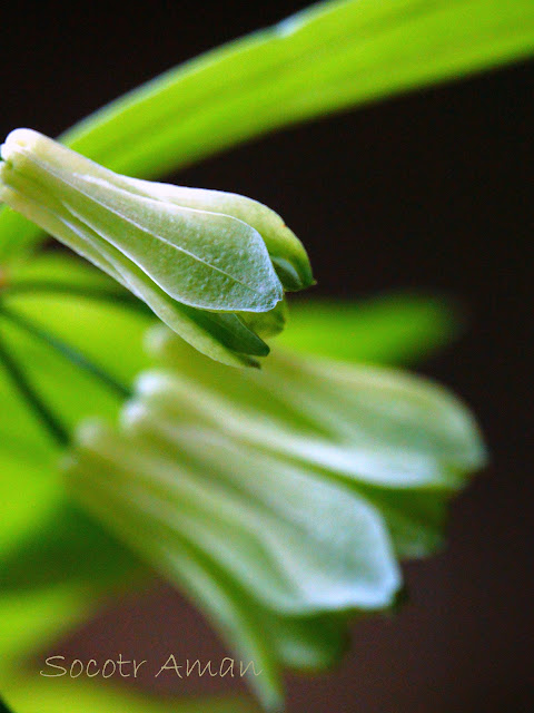 Disporum sessile