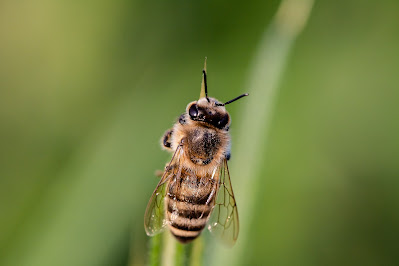 Abeja en rama