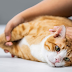 Sistem Pakar untuk Mendiagnosis Penyakit Kulit Kucing Menggunakan Certainty Factor
