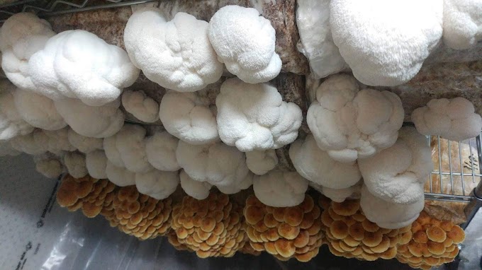 Mushroom 1 | Edible & medicinal mushrooms | Biobritte mushrooms