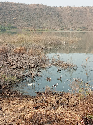 Wetland Aquatic birds of Lonar lake.