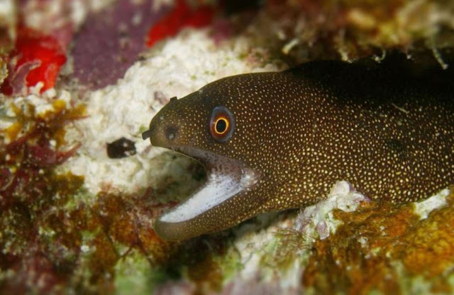 Moray Termasuk Hewan Nocturnal