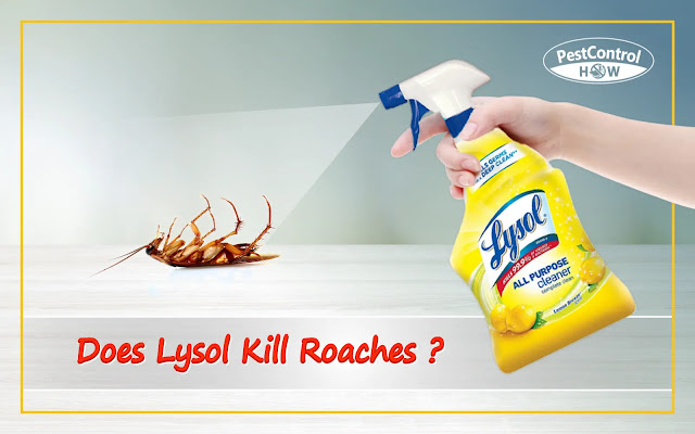 does-Lysol-Kill-Roaches