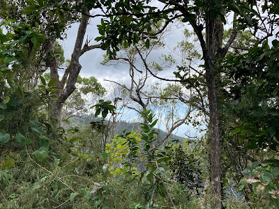 Elfin forest in Maricao State Forest