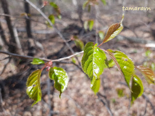 Вишня сахалинская / Вишня Саржента (Cerasus sachalinensis, =Cerasus sargentii)