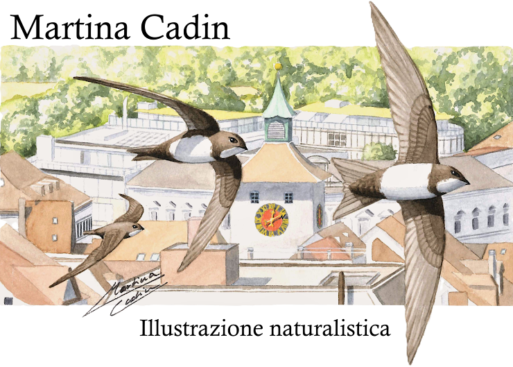 Martina Cadin - Illustrazione naturalistica